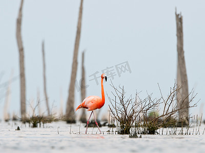 粉红色的加勒比火烈鸟在水面上行走。