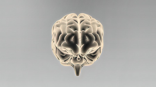 冷暖解构摄影照片_人脑的医学 3D 插图