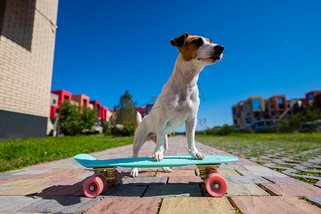 夏日动态摄影照片_杰克罗素梗犬在炎热的夏日在户外骑滑板。