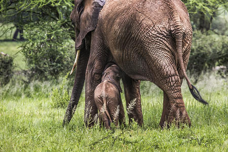 非洲象妈妈和小象在塔尔河的大草原上行走