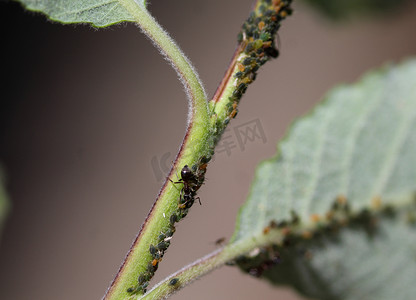 黑花园蚁群（Lasius niger）以蚜虫的蜜露为食，在花园的植物中筑巢