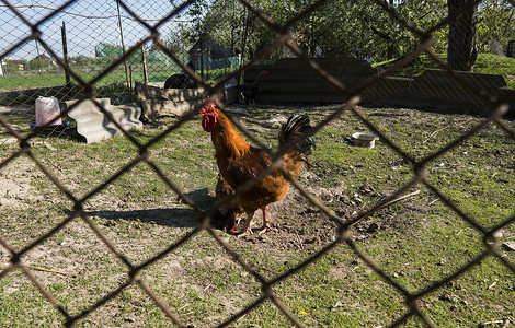 亮橙色的小公鸡停留在金属网格后面的鸟场的地上。