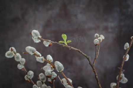 深色背景中的柳猫花枝