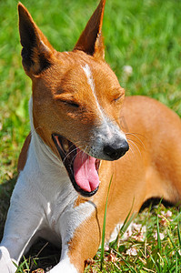 红色 Basenji 狗坐在绿草上