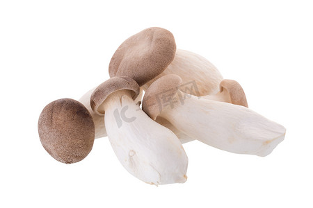 白色背景上的新鲜原产地蘑菇