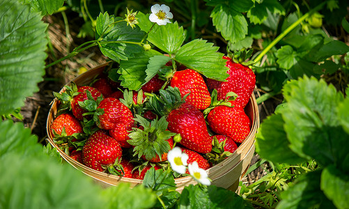 农场花园里篮子里的草莓。