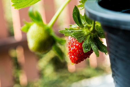 新鲜从树上摘下来的草莓浆果。