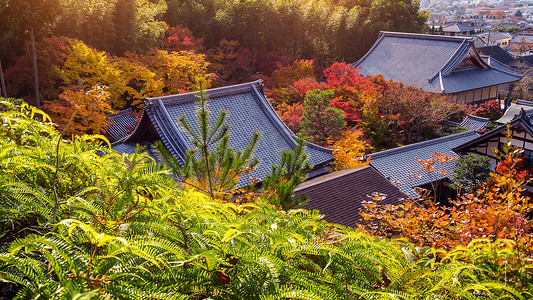 日本京都色彩缤纷的秋叶和寺庙屋顶。