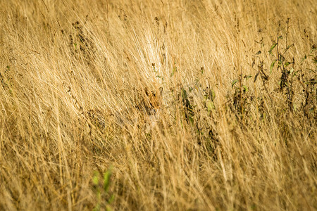 红狐躲在高高的草丛中，伪装得很好