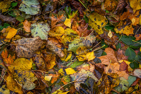 选择性聚焦的混合型落叶秋季背景