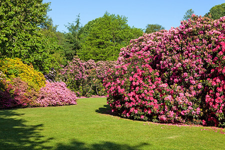 树杜鹃花摄影照片_美丽夏日花园中的杜鹃花和杜鹃花丛