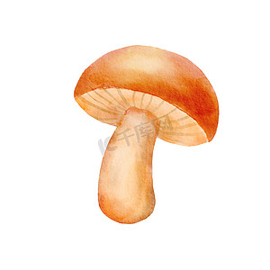在白色背景上分离的牛肝菌蘑菇。