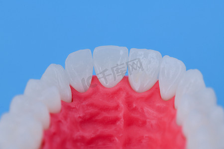 有牙和牙龈解剖模型的上部人的下颌
