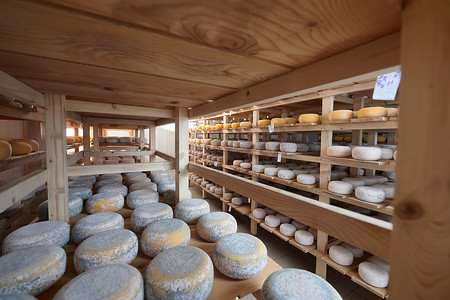 奶酪工厂生产货架上陈放的老奶酪