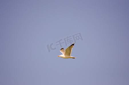 飞翔2摄影照片_海鸥在蓝天飞翔
