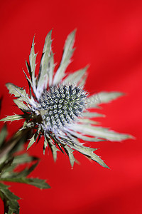 野生山花夏季开花刺芹科伞形科现代植物背景高品质大尺寸印刷墙海报