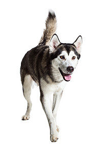 阿拉斯加雪橇犬站立，伸出舌头，与白色隔离