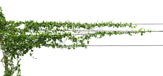绿色杆子摄影照片_杆子上的藤蔓，白色隔离的植物
