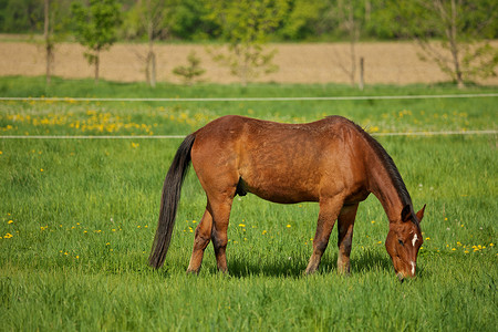 一匹头上有白色斑点标记点的雄性棕色种马在绿色牧场吃草