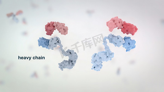 药物分子摄影照片_典型抗体分子的结构。抗体和氨基酸