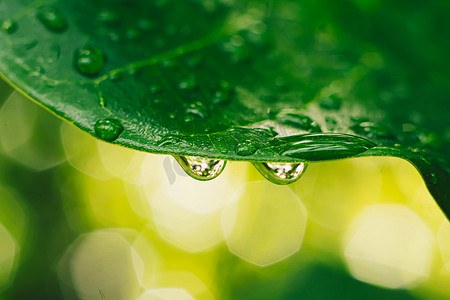 买家秀征集主图摄影照片_美丽透明的雨露水滴在新鲜的叶子上。