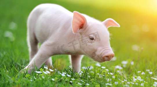 绿色草地上的小猪