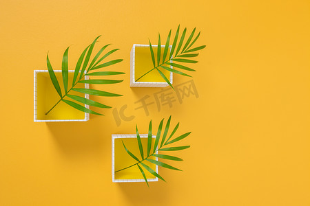 植物阳光摄影照片_黄色背景中白色盒子中的棕榈叶