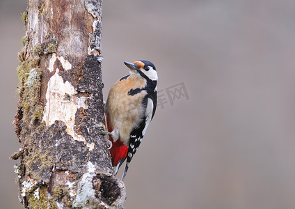 美目摄影照片_大斑啄木鸟栖息。