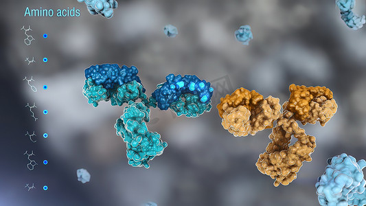 典型抗体分子的结构。抗体和氨基酸