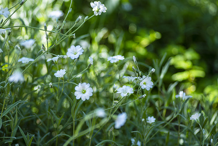 矮小的花摄影照片_花园里的白色小花。自然背景。