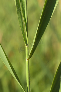 芦苇、过敏原植物