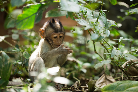 印度尼西亚巴厘岛乌布猴林中的小猴。
