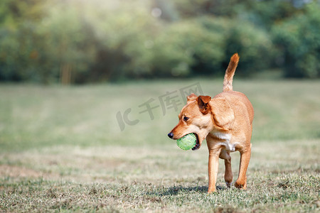棕色的狗扬着尾巴跑着，带来了绿色的球