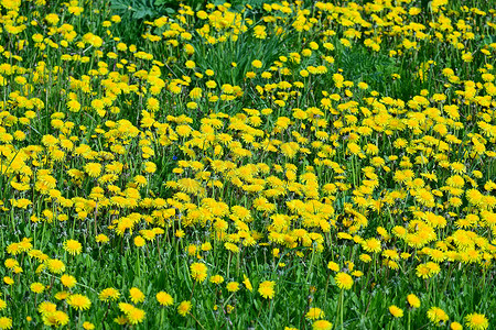 蒲公英底色图摄影照片_草地上盛开的黄色蒲公英花