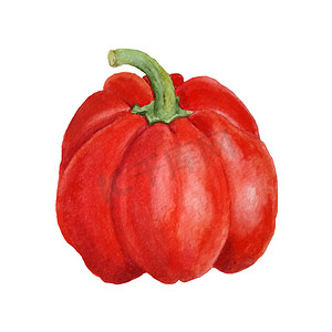 红甜椒辣椒粉的水彩手绘插图。