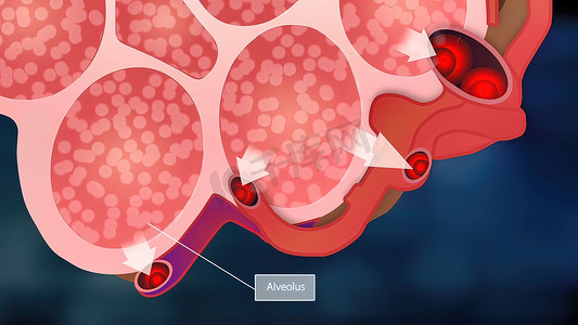 肺泡和红细胞