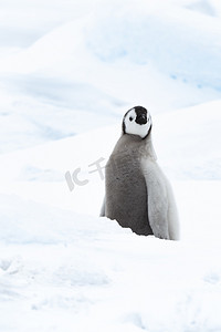 一只帝企鹅幼崽在南极洲特写