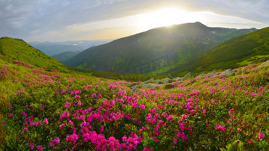盛开的植物摄影照片_夏季山中盛开的粉红色杜鹃花