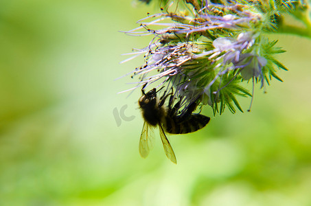 phacelia 花 tanacetifolia 和谦卑的蜜蜂采集花蜜的特写