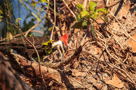 松树上的雄性有毛啄木鸟 Dryocopuspilatus