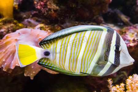 起航扬帆摄影照片_特写中的 Sailfin tang 鱼，来自印度洋的热带、色彩缤纷的水族馆宠物