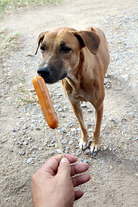 狗和香肠，手上的香肠和棕色的狗饿了，饿了狗（选择性焦点）
