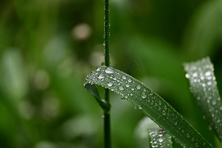 带雨滴的鲜绿春草叶片