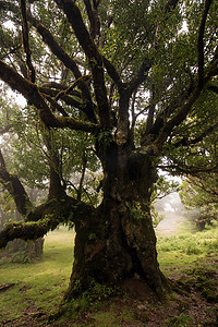 法纳尔老月桂树