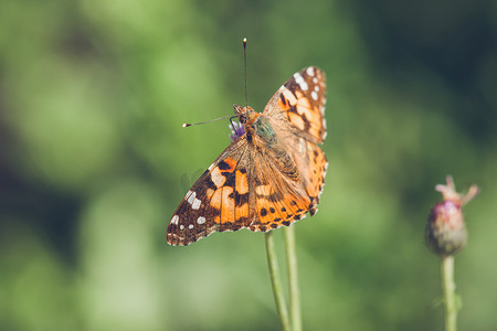 伊萨卡摄影照片_凡妮莎·卡杜伊 (Vanessa Cardui) 种的橙色蝴蝶
