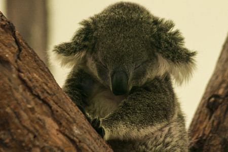 澳大利亚考拉摄影照片_考拉在树上睡着了。