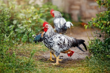 小公鸡摄影照片_农村院子里两只黑白相间的小公鸡
