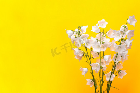 祝贺花束摄影照片_黄色背景中的风信子花束