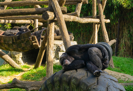 懒惰的普通黑猩猩躺在汽车轮胎上，抓着后面，受欢迎的动物园动物