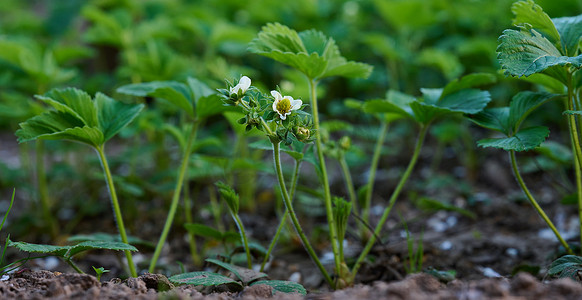 叶丛摄影照片_菜园、水果种植中绿叶白花的草莓丛